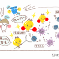 免疫細胞がウイルスや細菌をやっつけているイメージイラスト