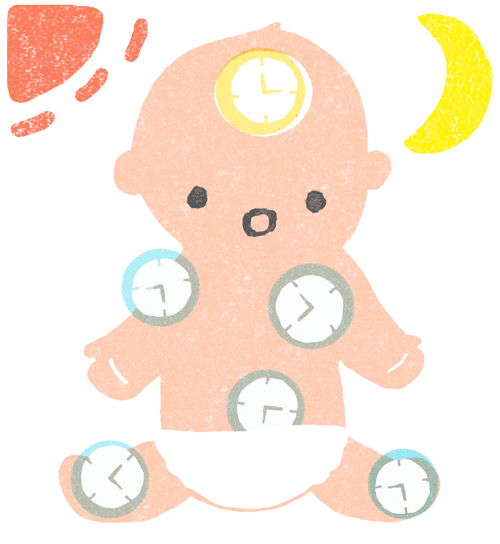 「赤ちゃんとママ」2019年6月号　眠っている赤ちゃん体内時計イラスト